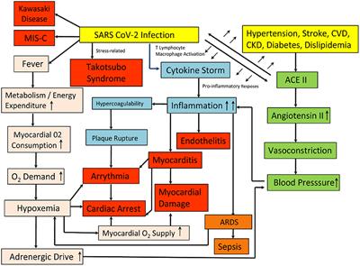 COVID-19: The Cause of the Manifested Cardiovascular Complications During the Pandemic